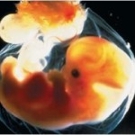 Scienziati e giuristi plaudono alla sentenza contro la brevettabilità dell’embrione