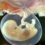 Nuovo studio: il feto umano partecipa attivamente al suo sviluppo
