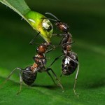 Entomologi sfatano l’altruismo negli animali: «solo l’uomo ne è davvero capace»