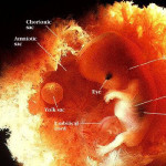Francia: rimane il divieto di sperimentare sugli embrioni