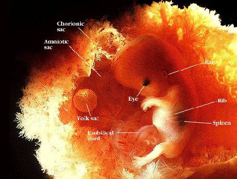 Embrione 7 settimane