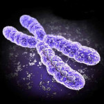 Il successo dell’epigenetica mette in discussione il riduzionismo genetico