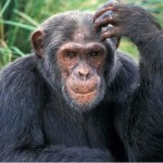 Crediamo ancora di essere grossi scimpanzé per il 98% dei geni in comune?