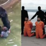 Se il gorilla abbattuto è più mediatico dei cristiani sgozzati dall’Isis