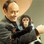 L’etologo Desmond Morris: «Mi sbagliavo, l’uomo non è una “scimmia nuda”»