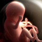 Il DNA dell’embrione attivo dalla fecondazione, chi lo dice agli abortisti?