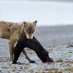 crudeltà in natura dio