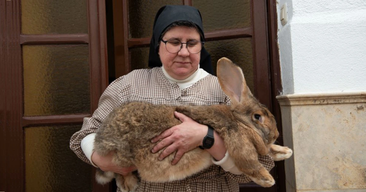 coniglio gigante suore