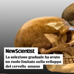 cervello umano sviluppo