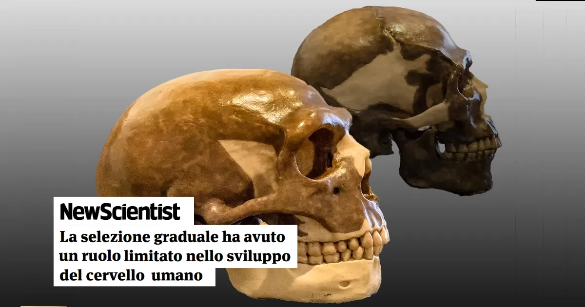 cervello umano sviluppo